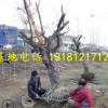 山東大棗樹(shù)基地批發(fā)占地大棗樹(shù)大規(guī)格棗樹(shù)直徑20-25-30公分大棗樹(shù)
