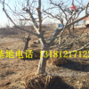 批發百年山楂樹10公分15公分20公分大山楂樹占地綠化山楂大樹樹樁
