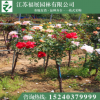 基地直銷 樹狀月季花 庭院栽植 多色月季