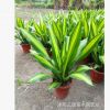 室內盆栽植物 觀賞花卉盆景 金邊巴西鐵盆栽