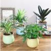 花卉植物室內 辦公室綠植花卉盆栽批發