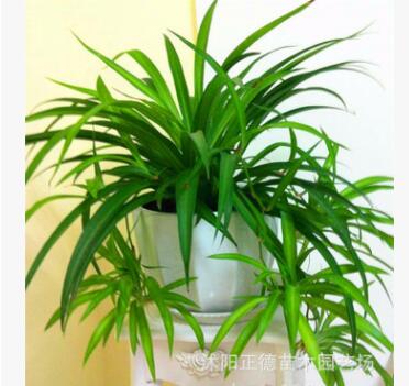 盆栽植物 室內保濕花卉 青葉吊蘭 單顆不帶盆 凈化空氣