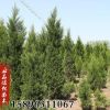 苗圃批發(fā)檜柏苗蜀檜小苗園林道路小區(qū)綠化工程四季常青苗規(guī)格全