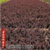 基地批發(fā)紅葉小劈小苗紅葉小檗球盆栽小檗園林綠化工程苗