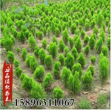 基地批發灑金柏苗灑金柏球園林道路小區綠化工程綠植盆栽苗