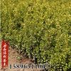 基地批發(fā)瓜子黃楊小苗大葉黃楊球庭院園林道路小區(qū)觀葉綠化工程