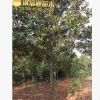 熱銷優(yōu)質(zhì) 十五公分廣玉蘭 基地直銷 各種規(guī)格 品種齊全