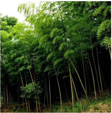 基地批發優質生態竹子 食用竹子 綠化工程竹子