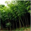 基地批發優質生態竹子 食用竹子 綠化工程竹子
