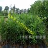 供應羅漢松盆栽小苗 各種規格