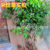 果苗 果樹苗 儲良龍眼苗 石硤龍眼苗 嫁接 正品批發