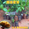 果苗 榴蓮蜜苗 馬來西亞引進 榴蓮味的菠蘿蜜 南方種植