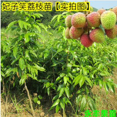 果樹苗 果苗 荔枝苗 妃子笑荔枝苗 成熟早 正品保證