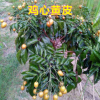 果苗 甜黃皮苗 雞心黃皮苗 正品實物