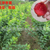 果苗 果樹 三華李苗李子苗 晚熟三華李苗 正品
