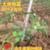 果苗 果樹苗 大青棗苗 蜜絲棗苗 正品嫁接