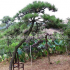 黑松樹苗批發工程綠化苗木造型黑松精品盆景 庭院觀賞綠植黑松苗