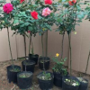 樹狀月季花苗 高桿月季 綠化苗 月季苗盆栽 造型漂亮1米左右