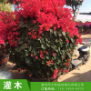 園林綠化 喬木 植物 三角梅 園林風景觀光 動物園花園批發