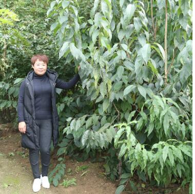 種植基地熱賣適應性強杜仲樹苗 藥用價值高杜仲樹苗