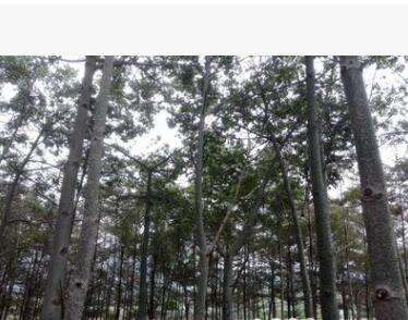 美麗木棉綠化小樹胸徑10公分15公分20公分30公分批發