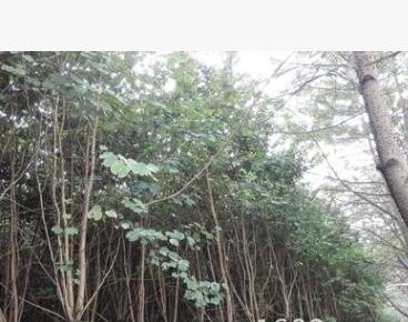 洋紫荊樹苗小數觀賞洋紫荊花6公分10公分胸徑