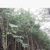 洋紫荊樹苗小數(shù)觀賞洋紫荊花6公分10公分胸徑