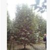 供應精品山茶花、茶花樹、茶花小苗