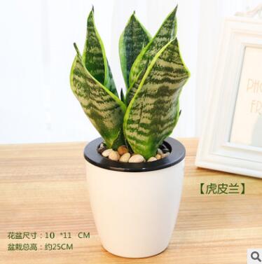 水培自吸水金邊虎皮蘭 室內懶人綠植盆栽植物花卉去甲醛 四季常青