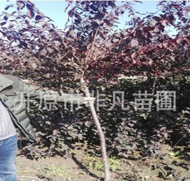 密枝紅葉李樹(shù)3-5公分 紅葉李樹(shù) 密枝紅葉李容器苗