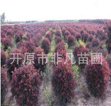 密植紅葉李容器苗 密植紅葉李球 密植紅葉李扦插苗