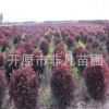 密植紅葉李容器苗 密植紅葉李球 密植紅葉李扦插苗