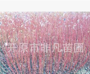 供應(yīng)紅瑞木播種小苗 紅瑞木工程苗