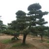 工程綠化苗木 造型黑松 基地直銷 現貨供應 精品黑松批發價格