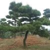 別墅園林綠化觀賞植物黑松 湖南苗木基地直供 歡迎實地考察