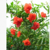 批發供應石榴苗 觀賞植物 精品花石榴苗 全年開花 全年結果