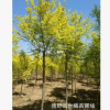 8公分 6公分金葉榆批發 廠家供應金葉榆苗 高桿金葉榆價格5公分