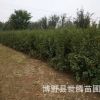 保定苗圃供應叢生金銀木 獨桿金銀木苗子