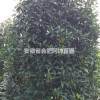 中華石楠 安徽中華石楠