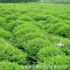 安徽苗木冬青球(冠幅100-150cm)苗圃基地