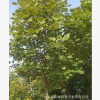 雜交馬褂木（米徑17cm）安徽苗圃自產(chǎn)自銷