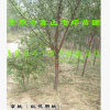 【京桃樹】 綠化工程苗木 京桃播種小苗 京桃