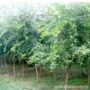五角楓樹苗基地批發工程綠化苗木行道觀葉植物五角楓小苗