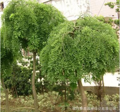 龍抓槐樹苗批發園林綠化苗木精品造型樹龍爪槐苗 行道觀葉植物