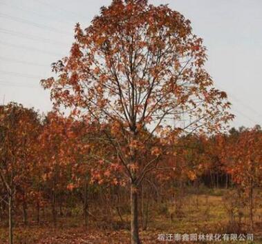 楓香樹苗批發(fā)道路風景樹 園林工程綠化苗木北美楓香苗樹形優(yōu)美