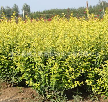 工程綠化苗木金葉女貞球 色塊綠籬植物金葉女貞球苗規(guī)格齊全