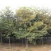 園林綠化苗木櫸樹(shù)苗批發(fā)街道庭蔭風(fēng)景樹(shù)紅櫸樹(shù)苗 規(guī)格齊全