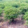 地被色塊觀賞植物火棘球 工程綠化苗木火棘球苗 規格齊全
