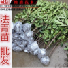 法青苗 法國(guó)冬青樹苗 法青樹苗 冬青樹苗珊瑚樹苗