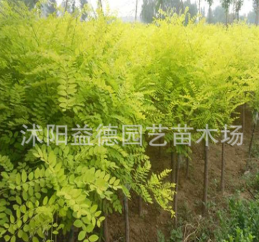 供應(yīng)金枝槐 黃金槐 黃槐 槐樹(shù) 金枝國(guó)槐 綠化工程